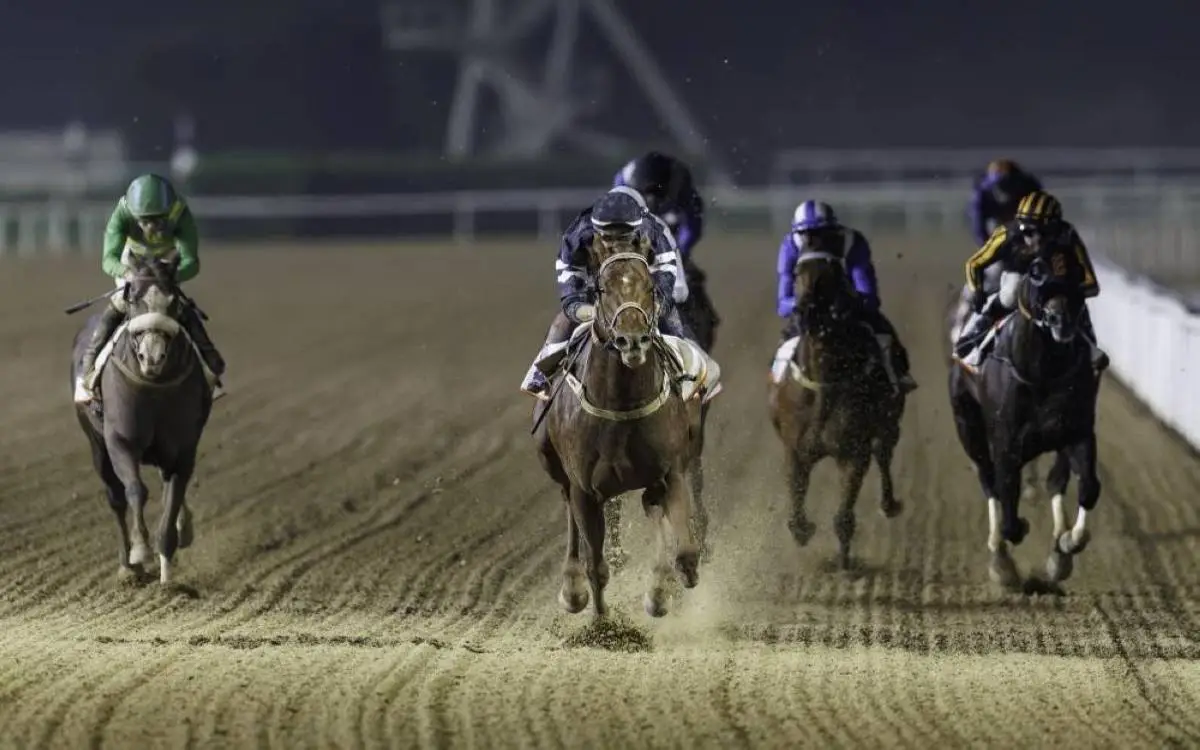 خيول الحفل 6 لكرنفال دبي تستعد لـ8 أشواط "مثيرة"