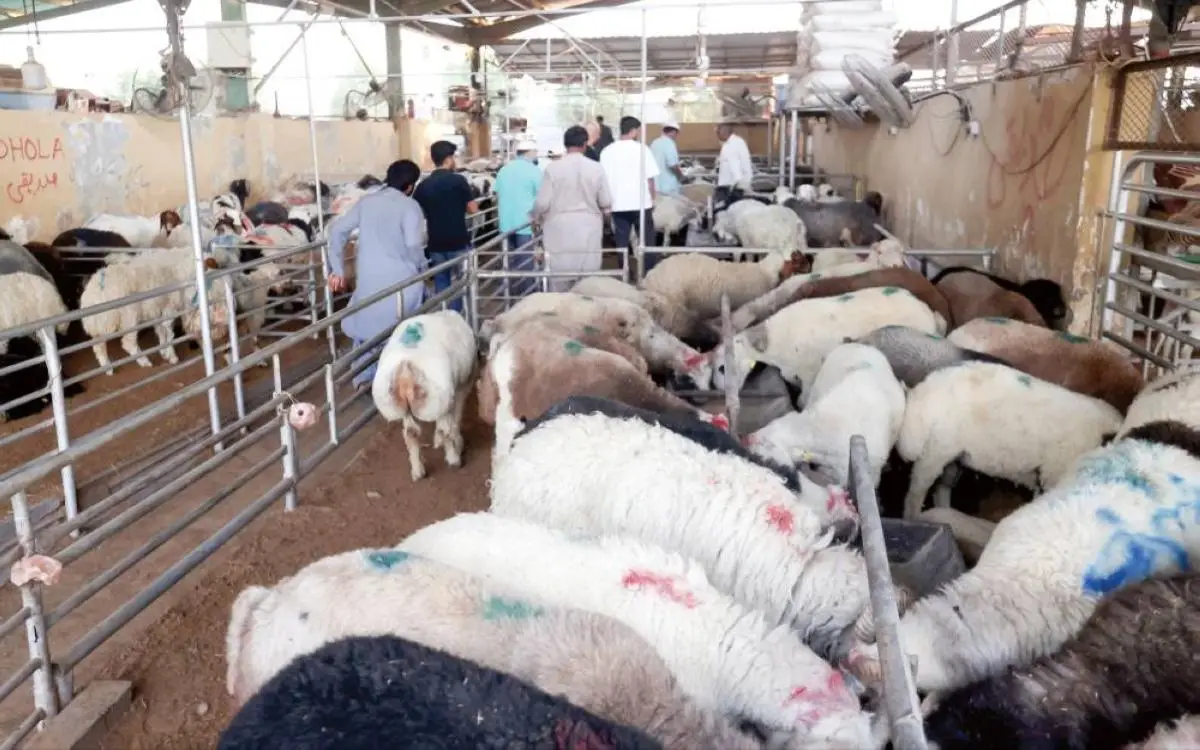 تعرّف على أسعار أضاحي العيد في دبي