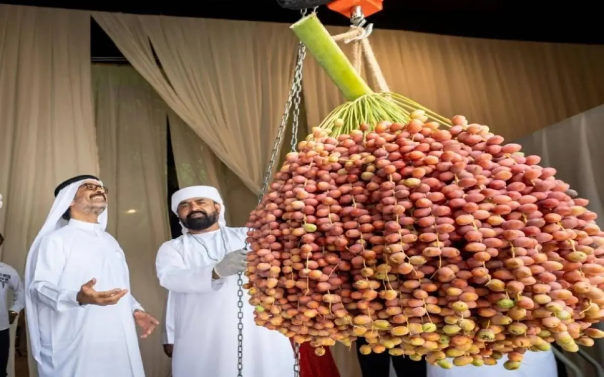 أغصان رطب بأوزان 100 كغ تتنافس في دبي