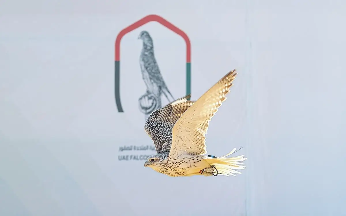 سباق الصقور من الإمارات إلى العالمية