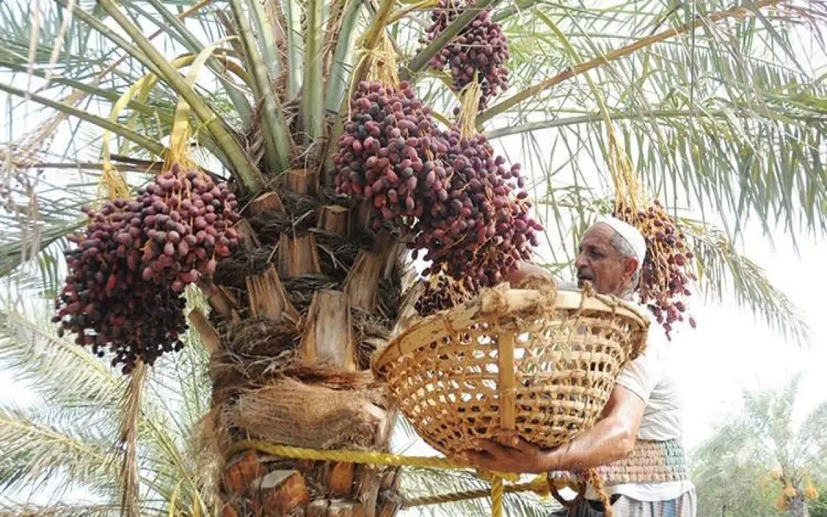 تبرعات من "تمر" في دبي