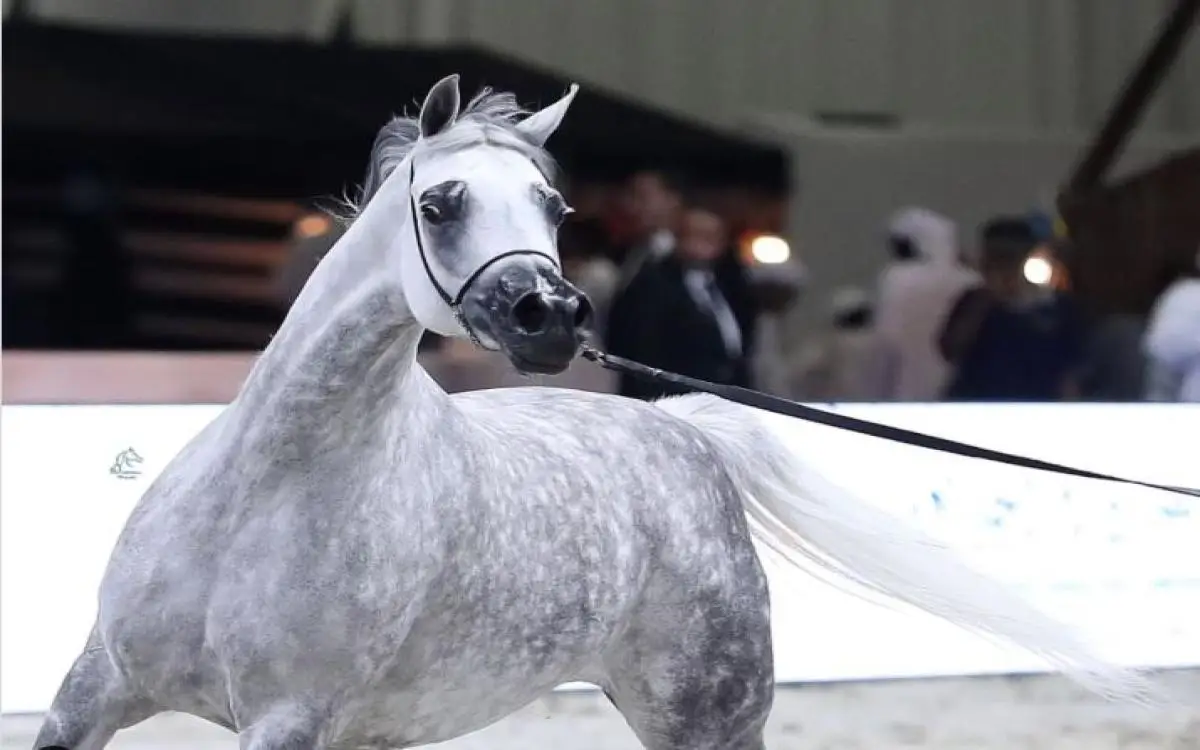 خيول بعمر 3 سنوات في «كرنفال سباقات دبي»