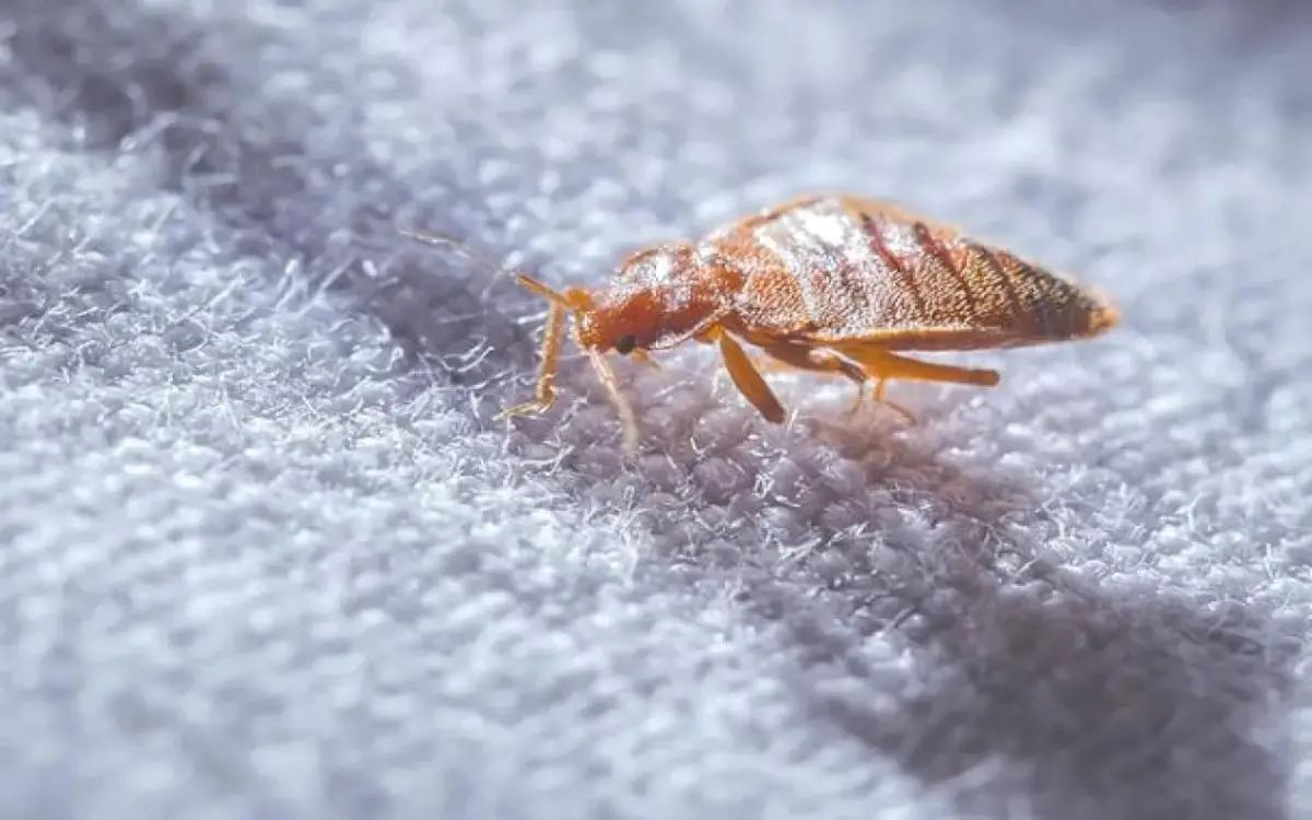 كائن صغير يثير رعباً في إسبانيا