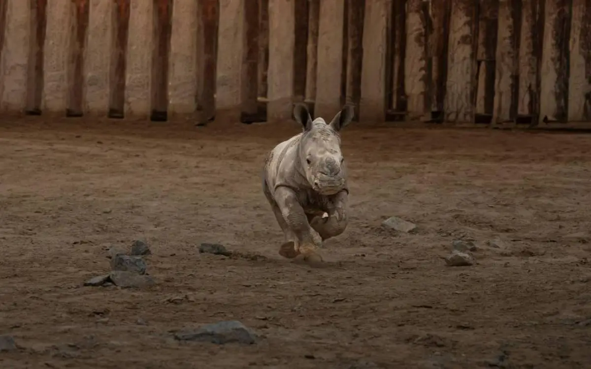 سفاري دبي تشهد ولادة مخلوق مهدد بالانقراض