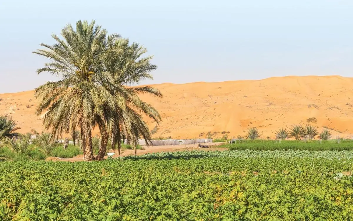 الإماراتيون يزرعون 30 ألف حقل